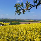 gelb & blau , Farbkonkurenten im Frühjahr , in der schönen Osteifel