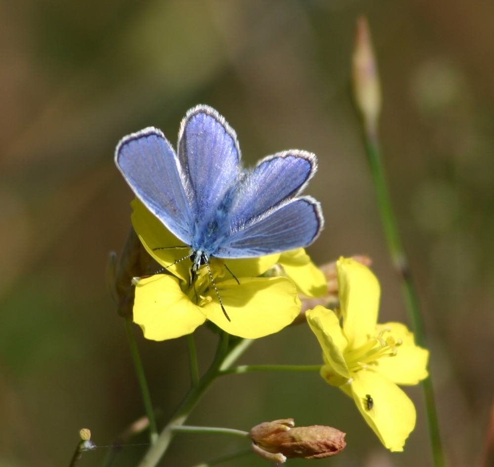 Gelb-blaue Blüte?