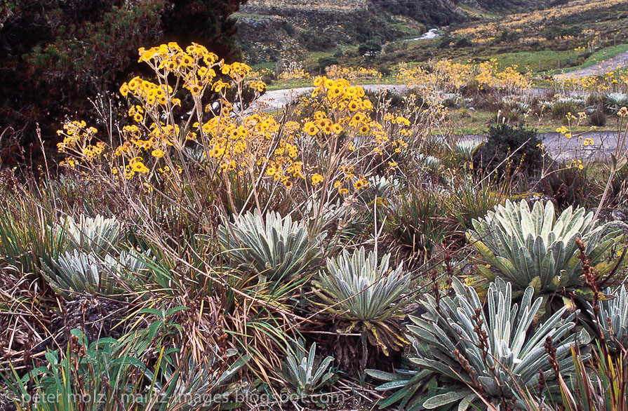 Gelb blühende Frailejones in den Anden in Venezuela