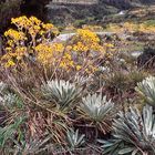 Gelb blühende Frailejones in den Anden in Venezuela