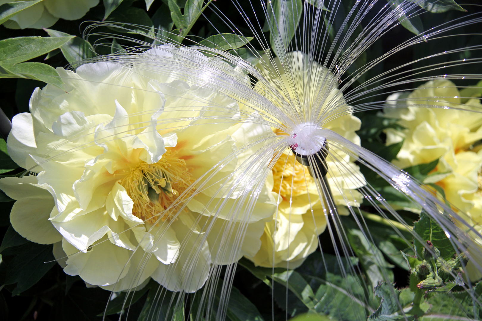 Gelb blühende Pfingstrose im in meinem Garten Foto & Bild