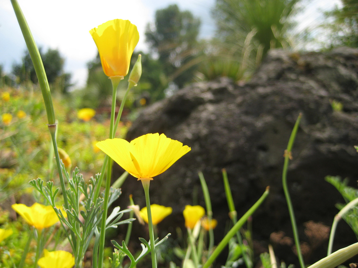 Gelb blüht der Sommer im Botanischen Garten