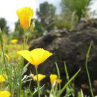 Gelb blüht der Sommer im Botanischen Garten