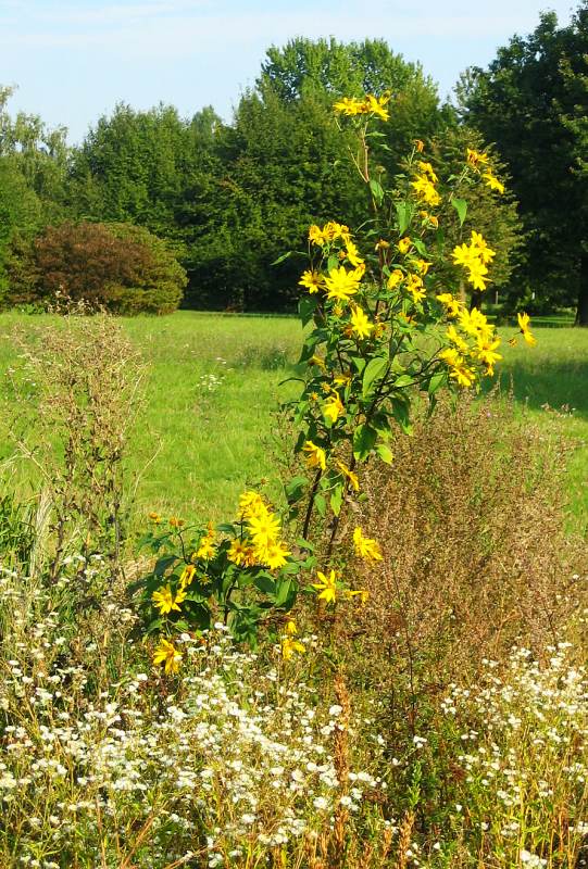 gelbBlumenStaude Foto & Bild pflanzen, pilze & flechten, blüten