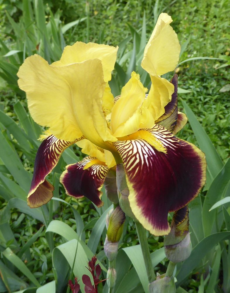 gelb-braune Iris