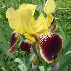 gelb-braune Iris