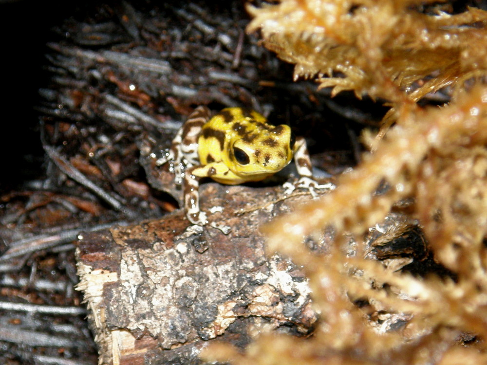 Gelb-Brauner Erdbeerfrosch