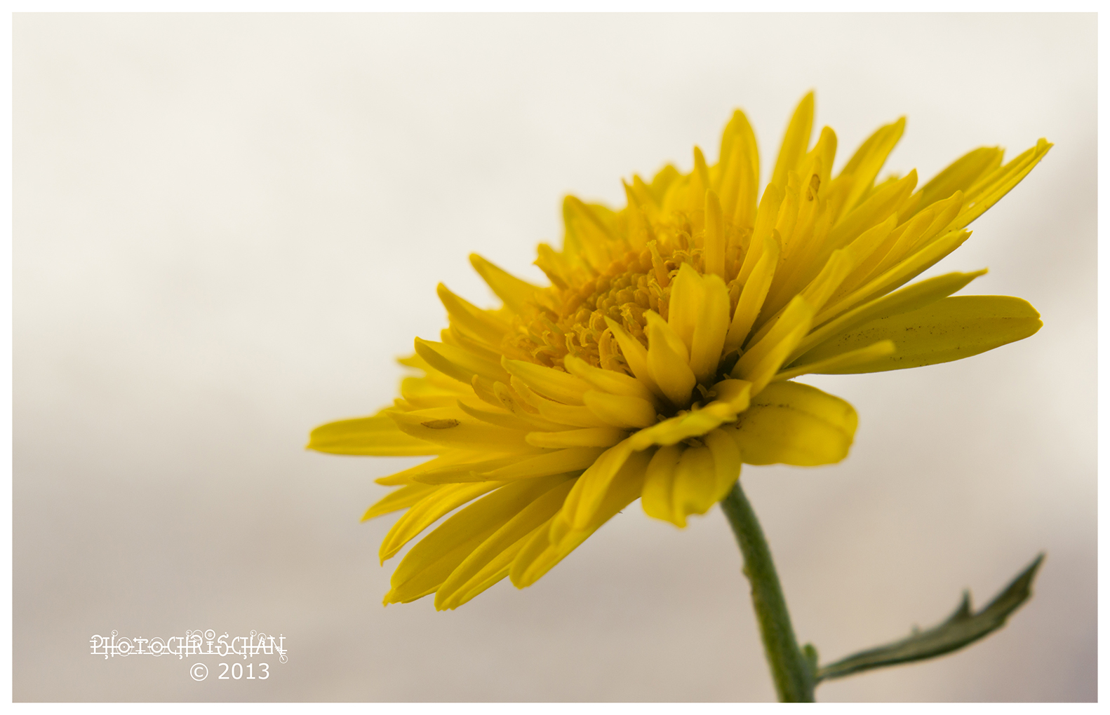 .: gelb :. (Chrysanthemum Indicum)