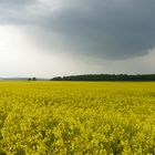 Gelb, derweil die Sonne noch nicht scheint