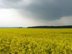 Gelb, derweil die Sonne noch nicht scheint