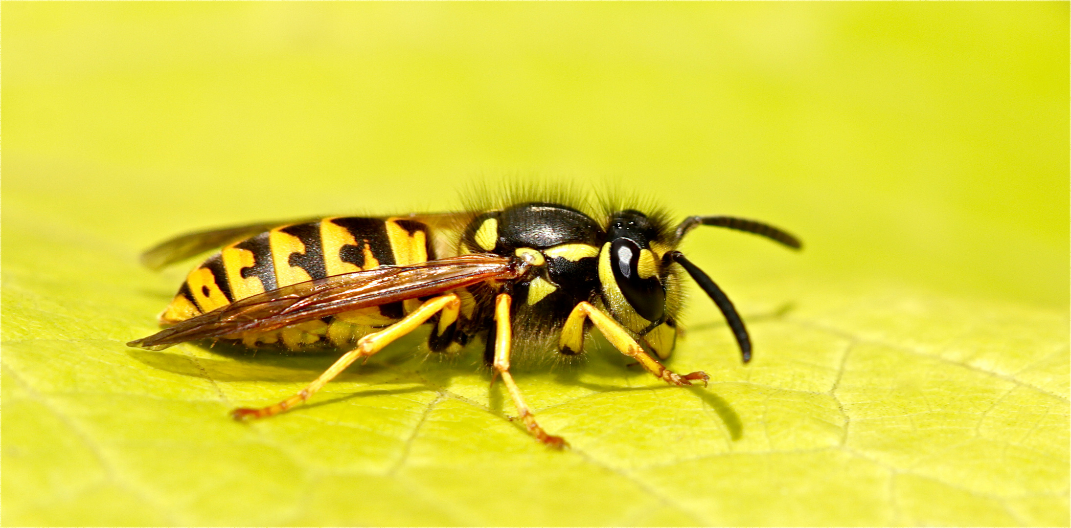 GELB Deutsche Wespe (Paravespula germanica) auf einem herbstlichen Weinblatt Foto & Bild