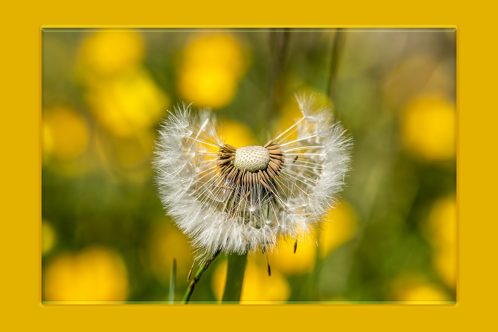 Gelb - die Farbe von Sommer und Sonne