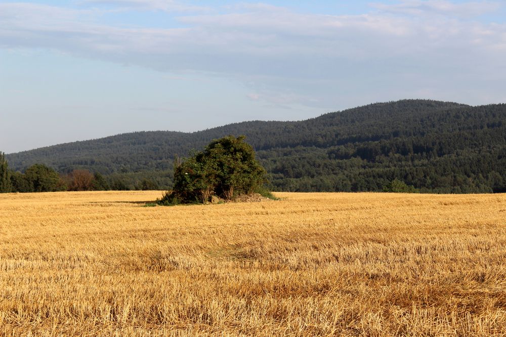 ..., gelb die Stoppelfelder