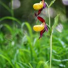 Gelb-Frauenschuh (Cypripedium calceolus)