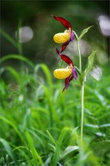 Gelb-Frauenschuh (Cypripedium calceolus)