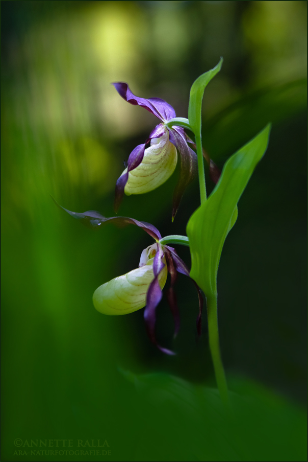 Gelb-Frauenschuh (Cypripedium calceolus)