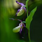 Gelb-Frauenschuh (Cypripedium calceolus)