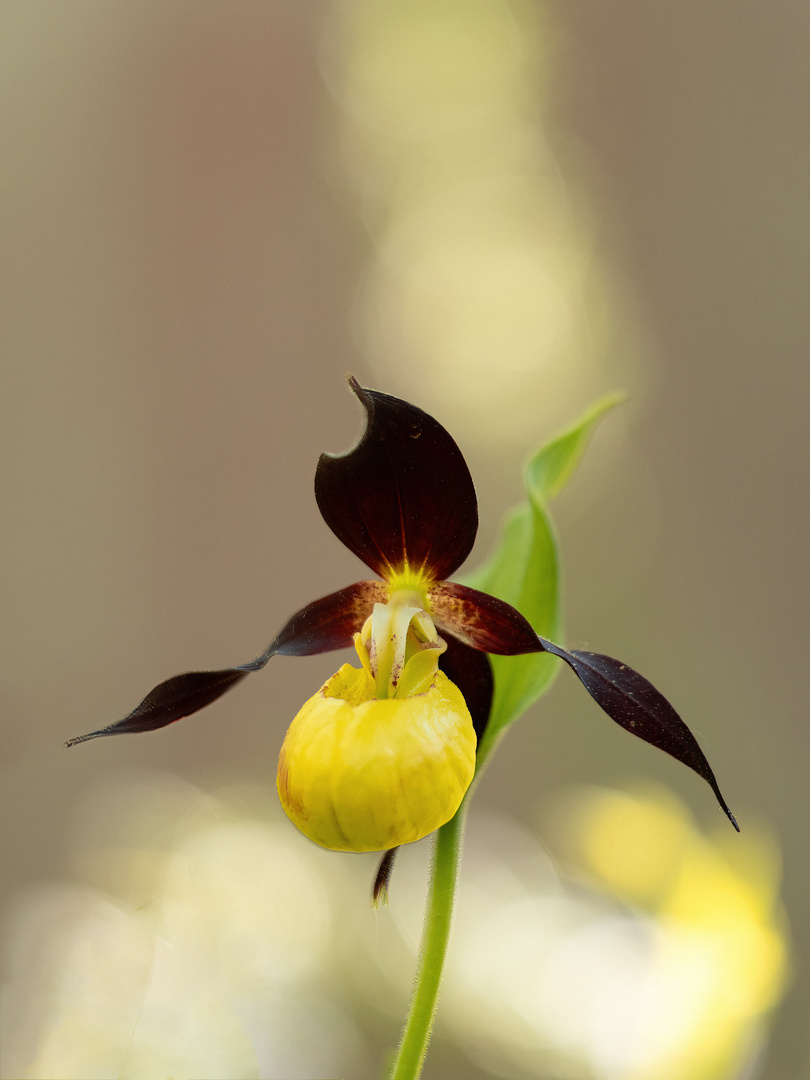 Gelb-Frauenschuh (Cypripedium calceolus)