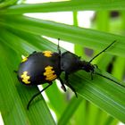 gelb gefleckter Laufkäfer