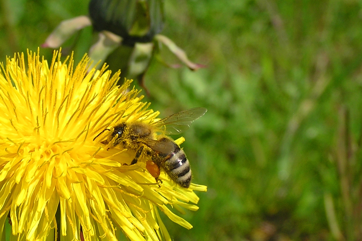 Gelb gepudert in den Sommer