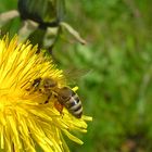 Gelb gepudert in den Sommer