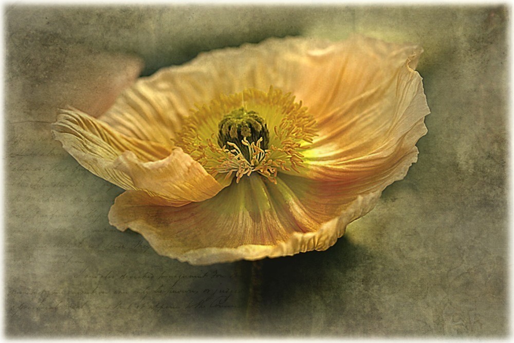 - Gelb - Gold - Mohn -