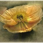 - Gelb - Gold - Mohn -