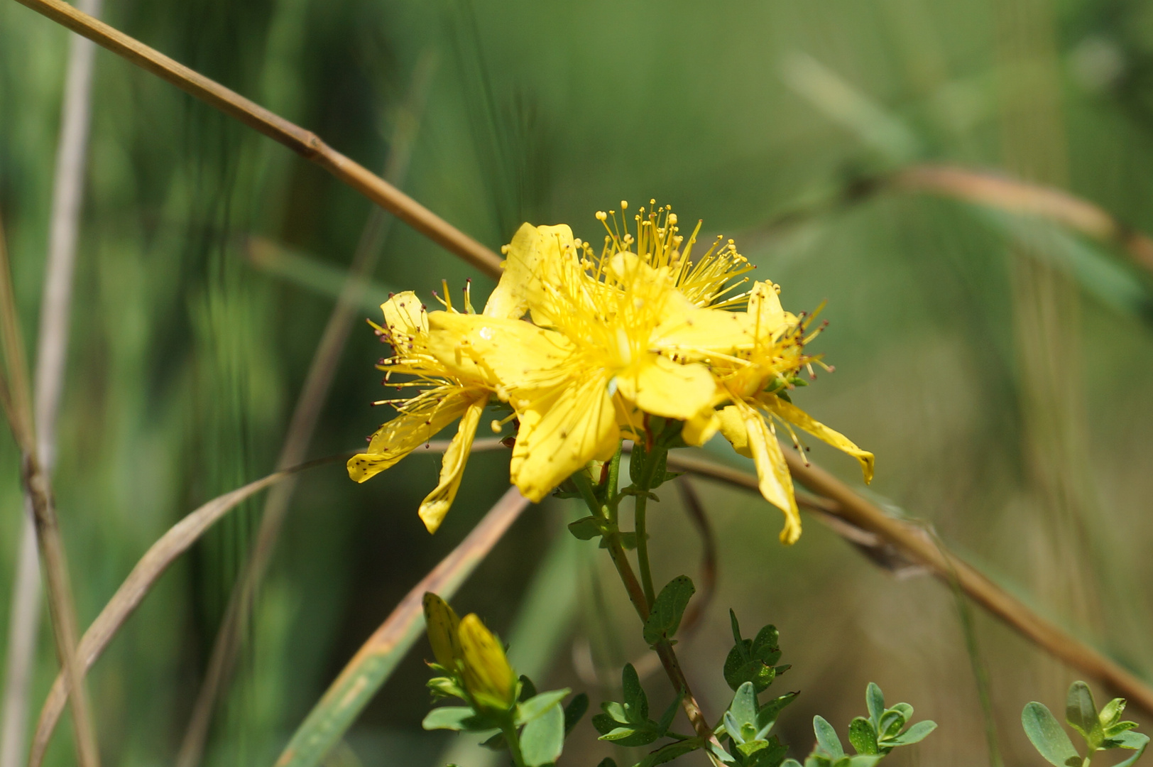 Gelb -Grün