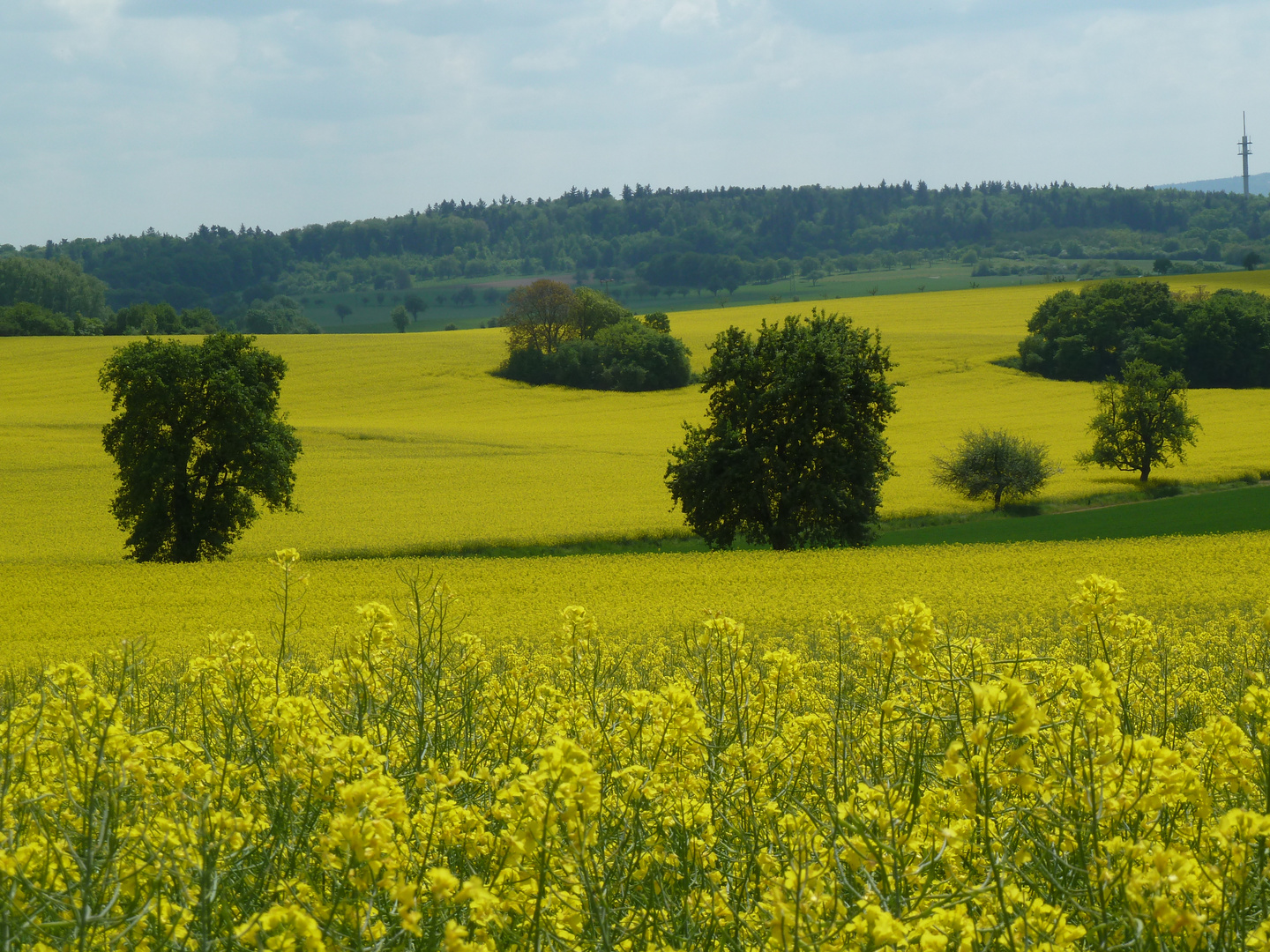 gelb - grün - blau