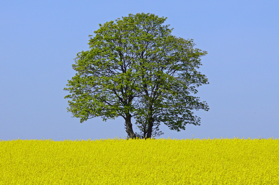 Gelb, Grün und Blau 2