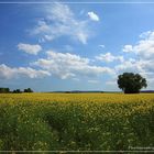 gelb, grün und blau