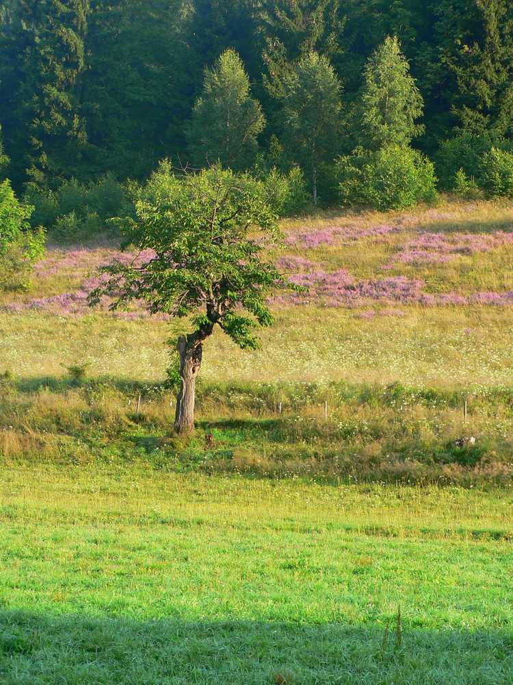 Gelb, grün und Erika von Adamus 