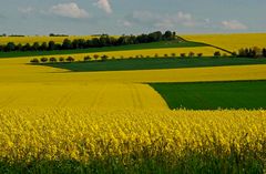 Gelb-grün und etwas blau ....