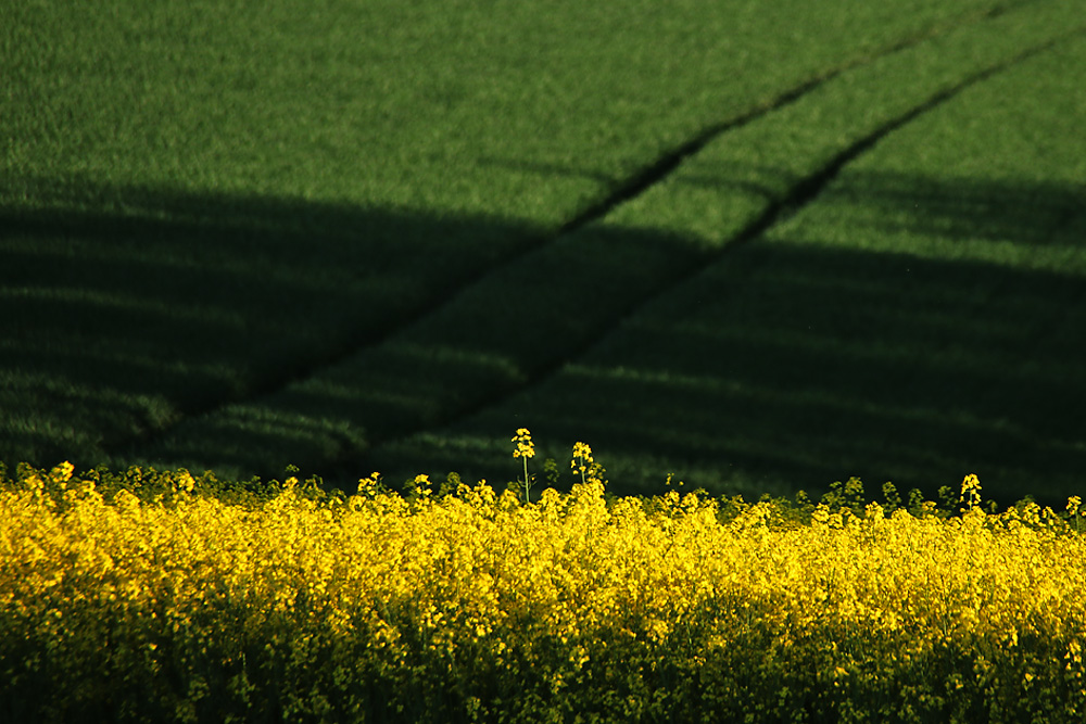 gelb, grün und Spuren im Feld........