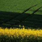 gelb, grün und Spuren im Feld........