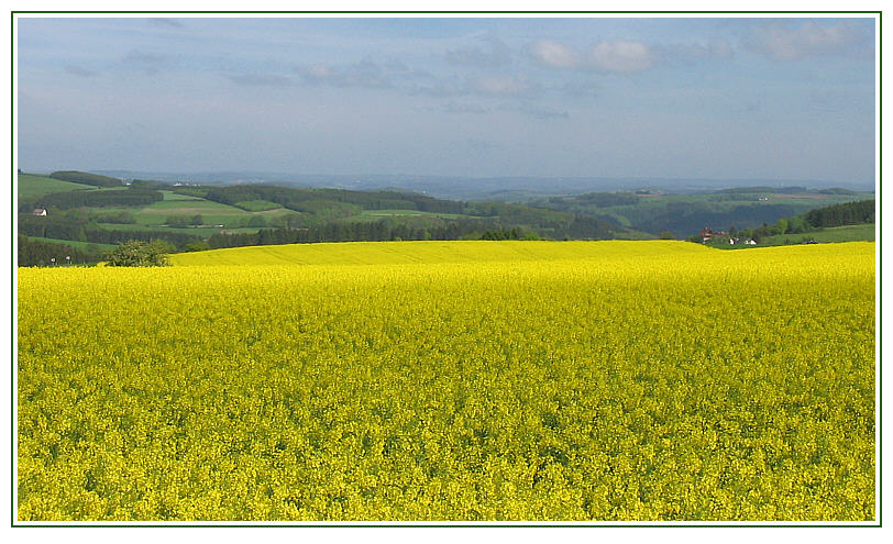 GELB-GRÜN-WESTERWALD