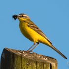 Gelb im Blau: Wiesenschafstelze