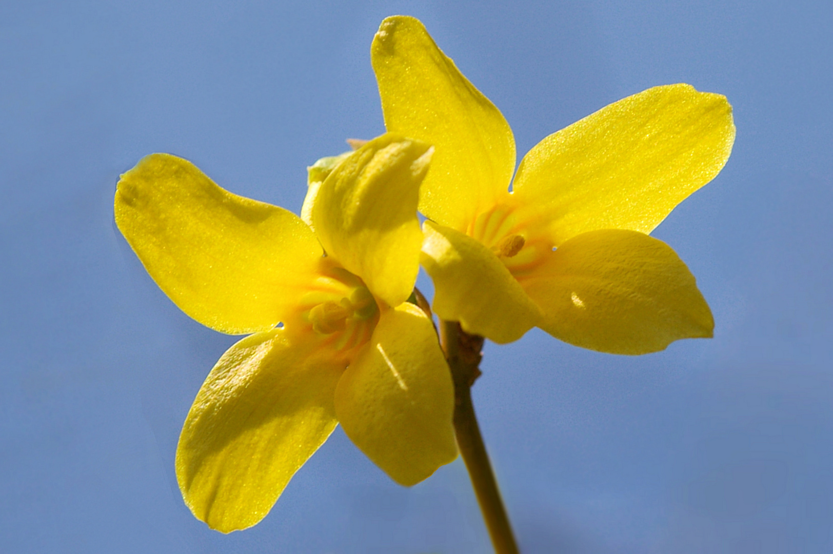 Gelb im Frühling