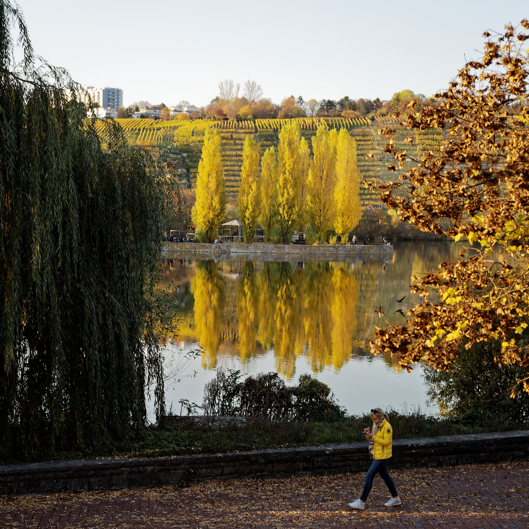 Gelb im Herbst