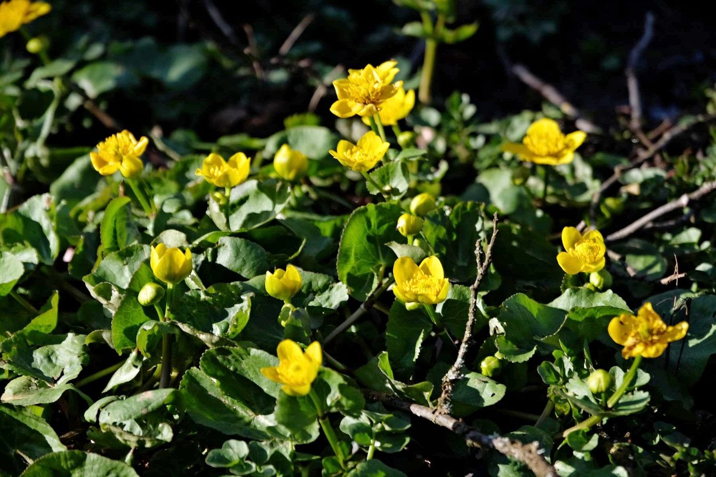 Gelb im wald