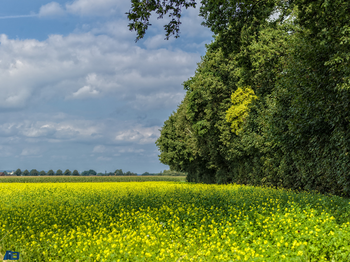 Gelb in der Ried