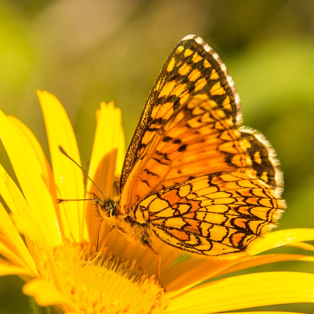 Gelb in Gelb Foto & Bild | tiere, wildlife, schmetterlinge Bilder auf
