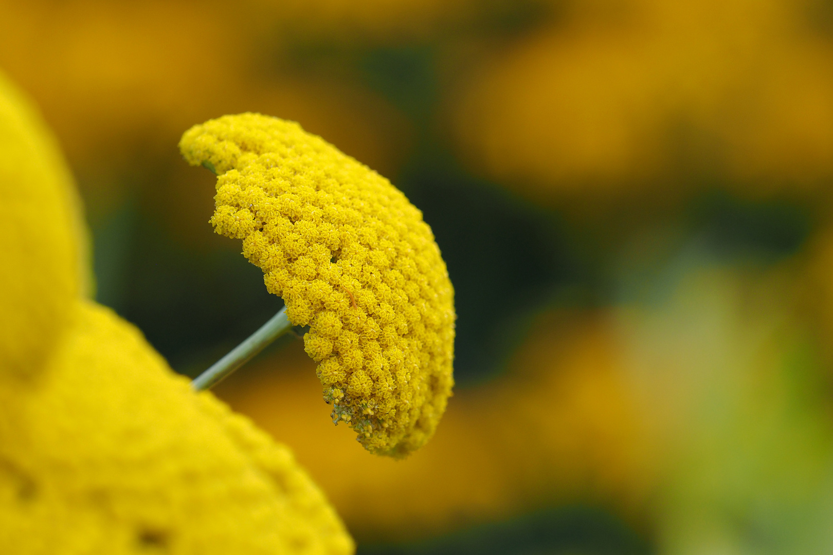 Entdecke die Kraft von Gelb: Warum Yellow Bilder dein Business aufblühen lässt!