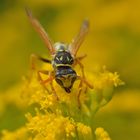 Gelb in Gelb - Polistes sp., Feldwespe 