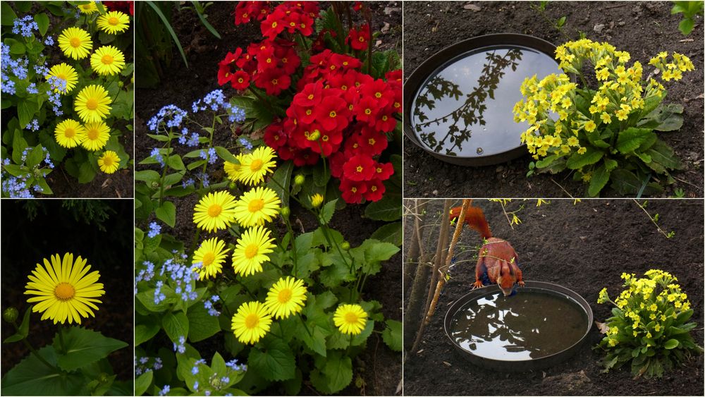 "Gelb" in unserem Garten