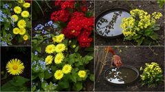 "Gelb" in unserem Garten