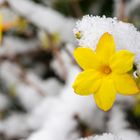 Gelb in weißer Umgebung