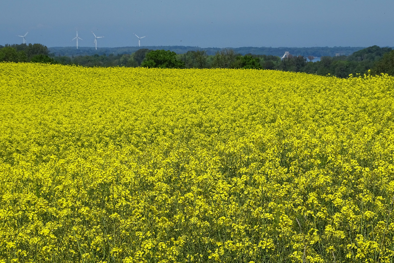 Gelb - irgendwo in Schleswig-Holstein