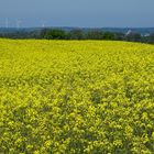 Gelb - irgendwo in Schleswig-Holstein