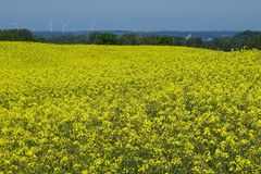 Gelb - irgendwo in Schleswig-Holstein